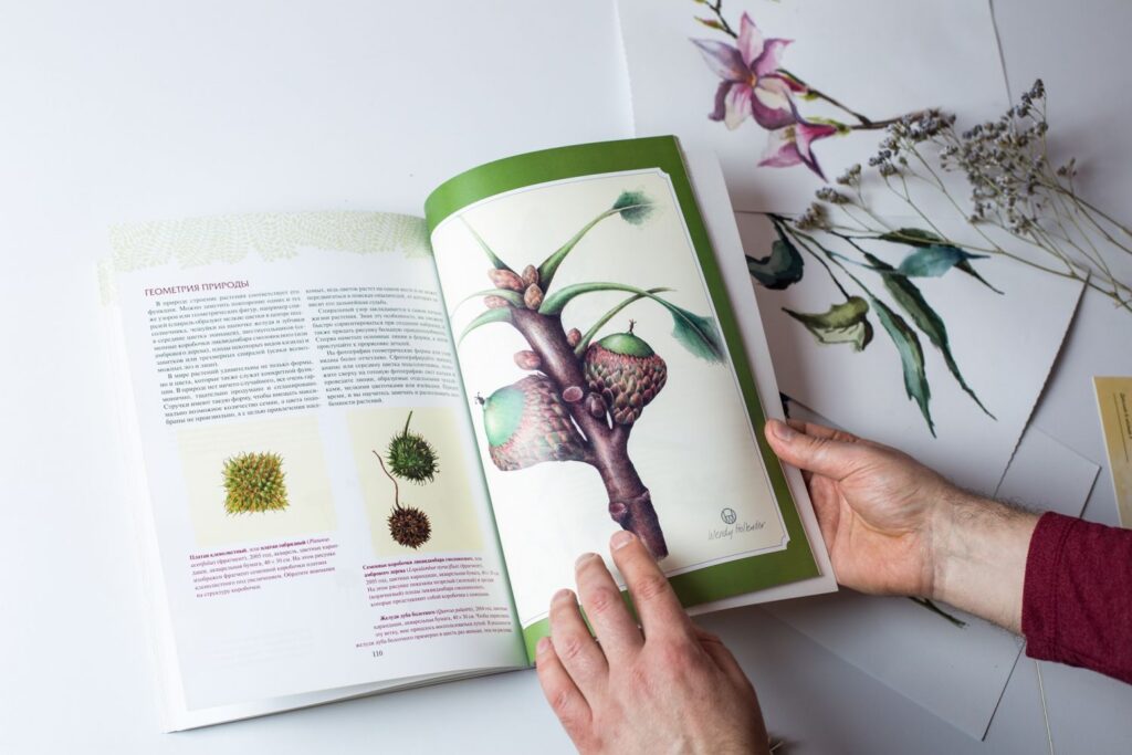 Botanical illustration